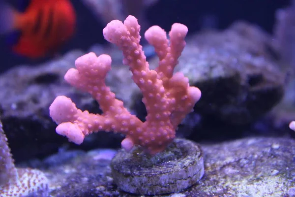 beautiful sea anemone in the aquarium