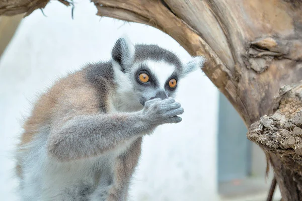 lemur catta, ring, tailed, animal, wildlife