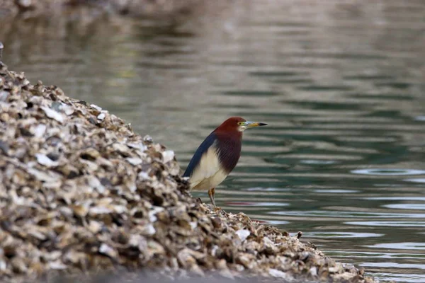 a bird is sitting on a log in the water