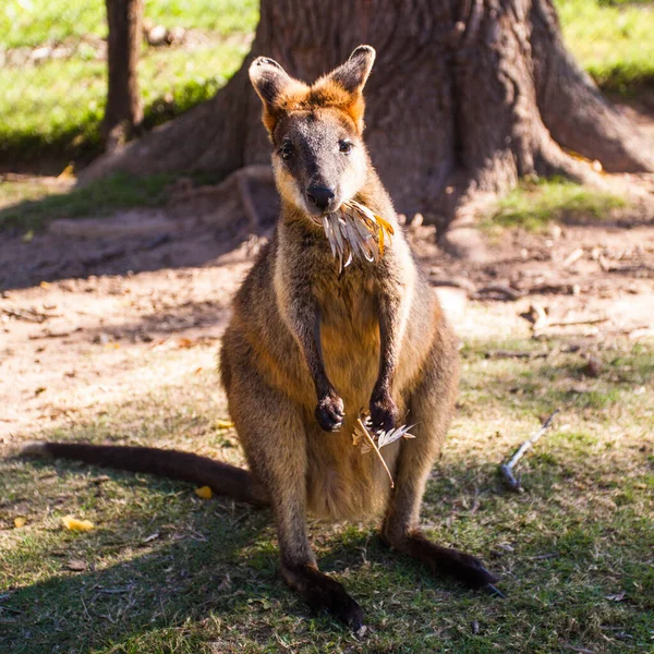 a closeup shot of a cute kangaroo in the forest