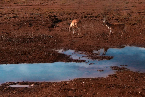 a group of wild animals in the desert