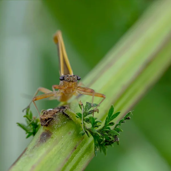 a closeup shot of a beautiful insect