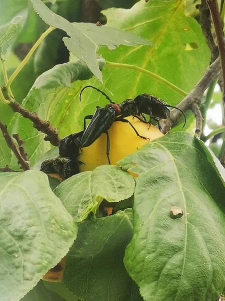 a closeup shot of a green beetle on a branch