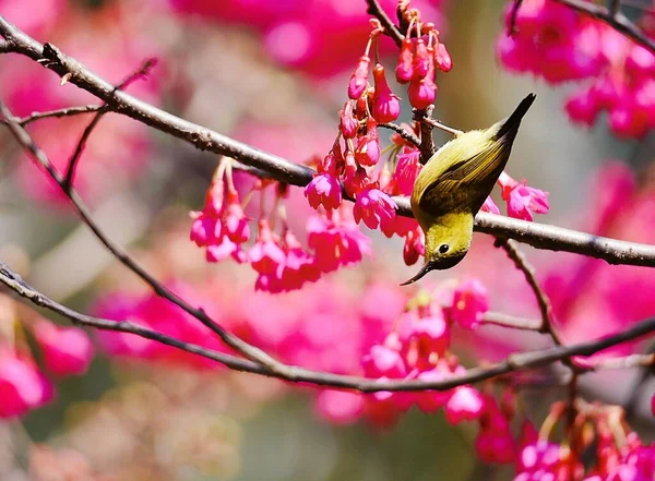 beautiful pink bird in the garden