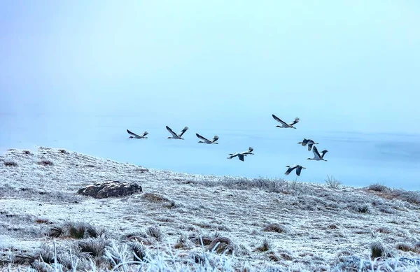 flock of birds in the snow