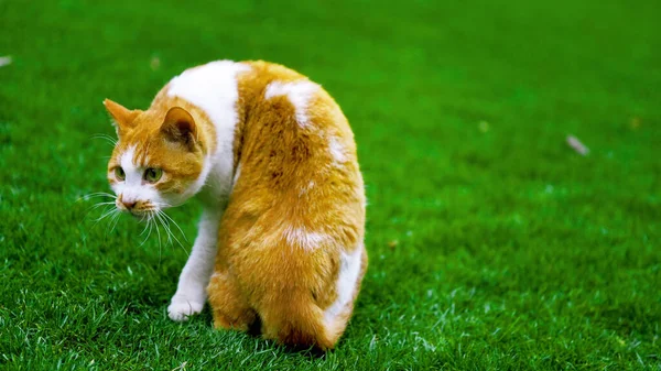 cute ginger cat on green grass