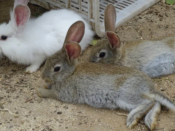 white rabbit in the farm