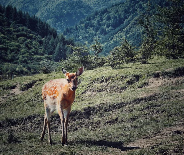 a young deer in the mountains