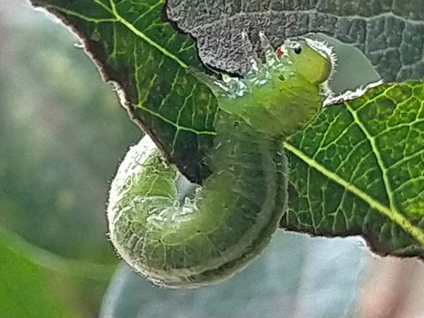 Oruga Verde Una Rama —  Fotos de Stock