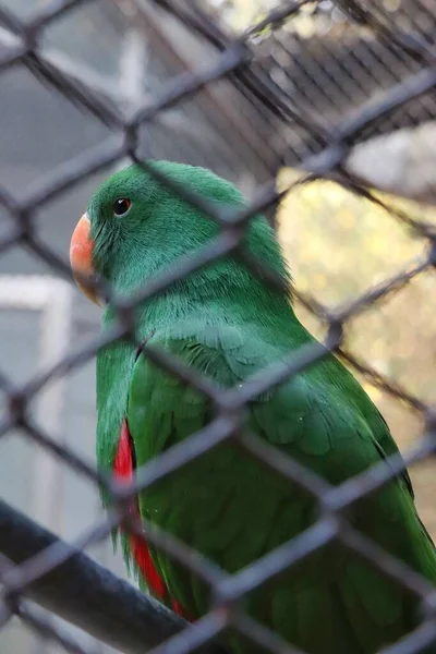 parrot in cage, close up