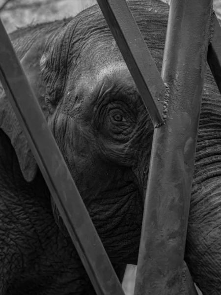 close up of a black and white elephant