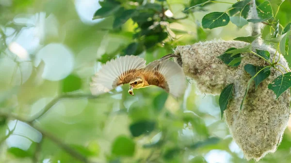 a small bird is sitting on a tree branch