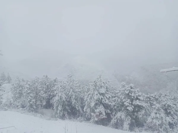 beautiful winter landscape with snow covered trees