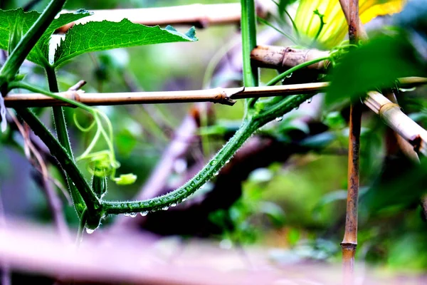 green leaves, flora and fauna