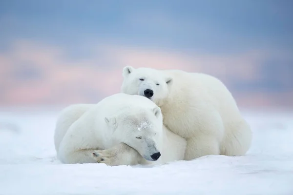 two white polar bears on the pack of the arctic tundra