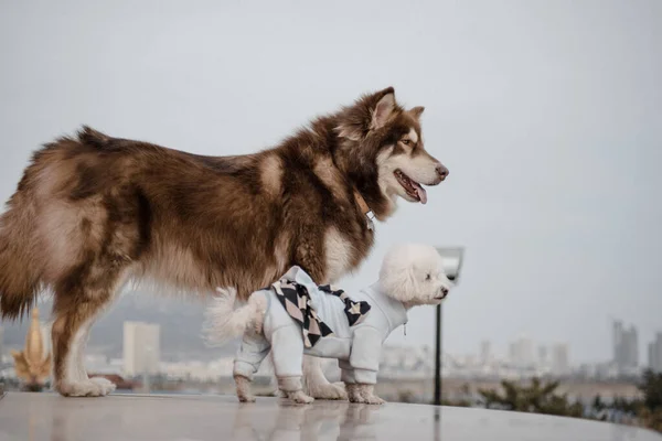 dog breed husky dogs on the street