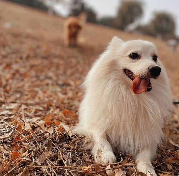 dog in the autumn forest