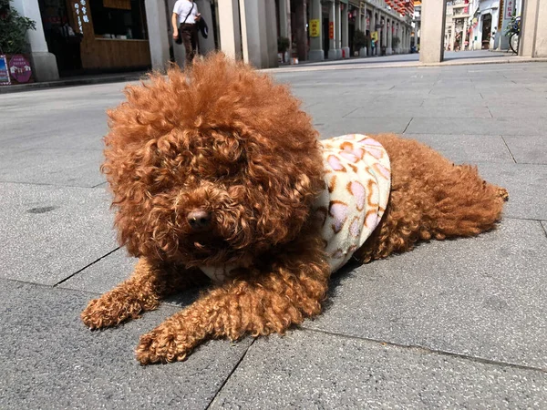 a cute teddy bear with a toy dog