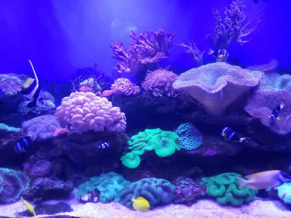 underwater world of fish in aquarium