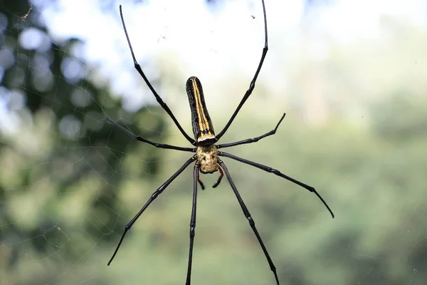 spider web on a white background