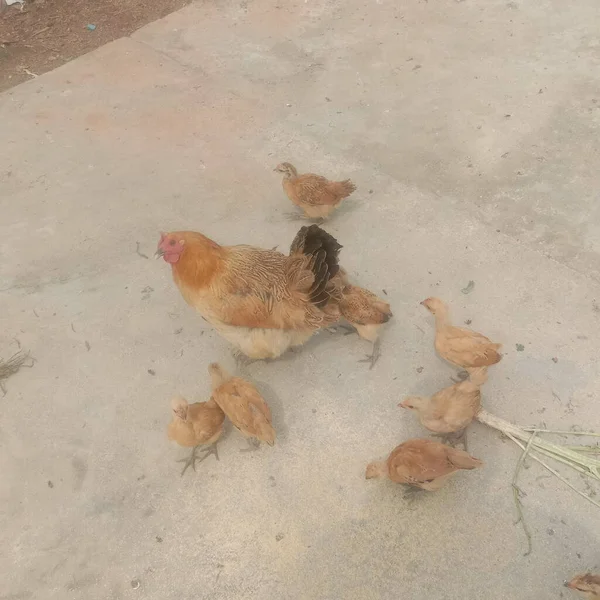 chicken and chickens on the ground