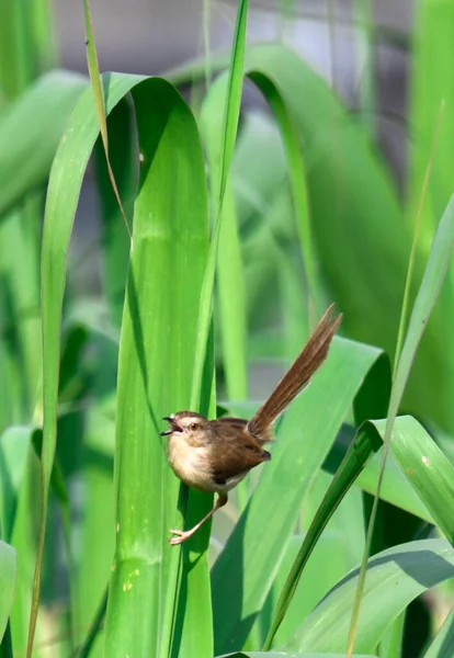 beautiful bird in the garden