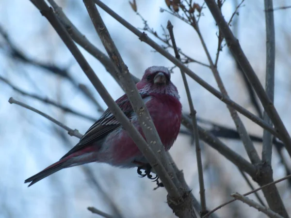 bird on a tree branch