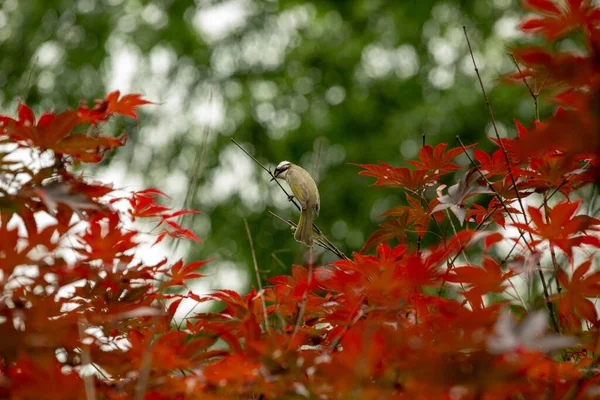 beautiful red-headed bird in the forest