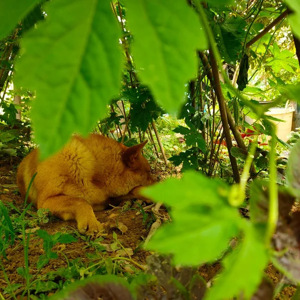 a young lion is resting in the forest