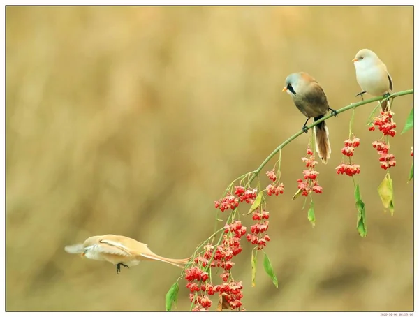 beautiful bird on a background of flowers