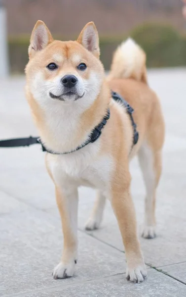 depositphotos_560817854-stock-photo-dog-