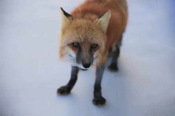 red fox in the snow