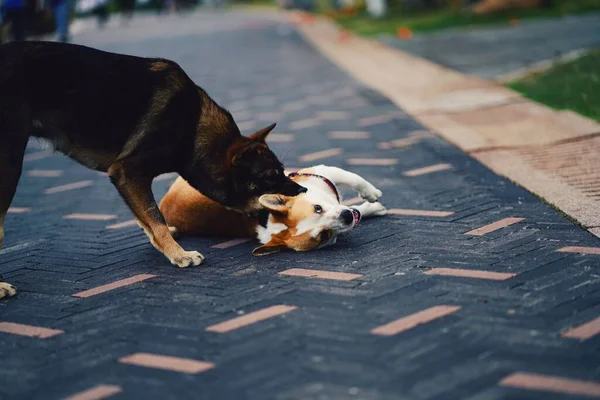 dog playing with a small cat