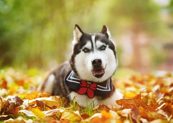 husky dog in autumn forest