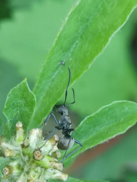 a closeup shot of a beautiful insect