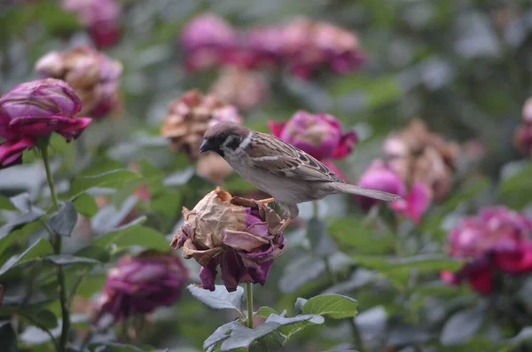 a bird is sitting on a branch of a bush of lilac.