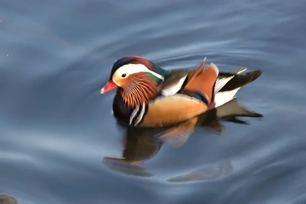 beautiful bird in the lake