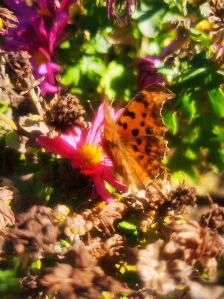 beautiful colorful butterfly in the garden