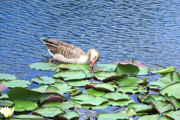 a flock of birds in the water