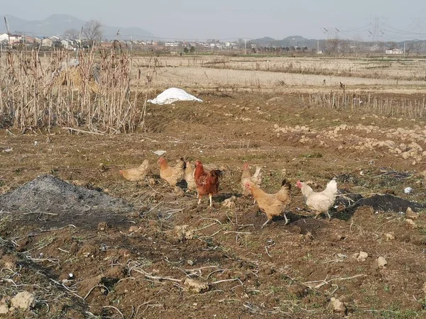 a group of domestic chickens on the ground