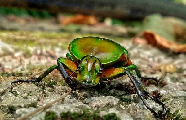 close up of a green beetle