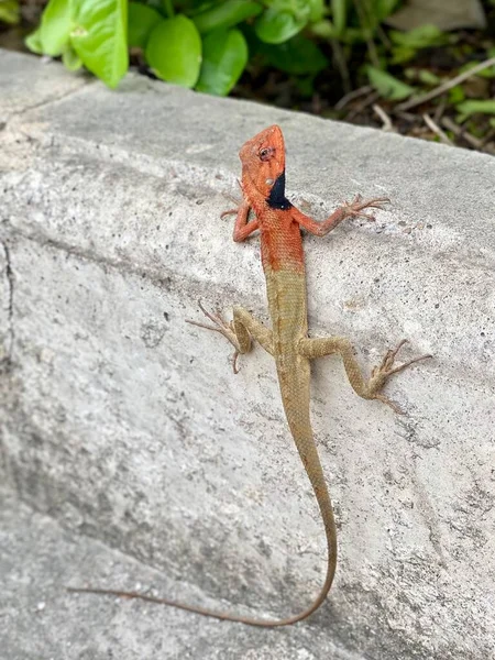 lizard on a stone