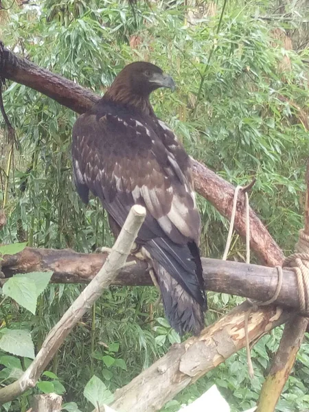 a bird in the forest