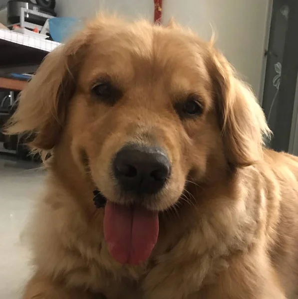 golden retriever dog lying on the floor