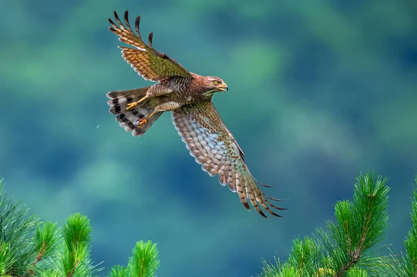 bird in flight in the forest