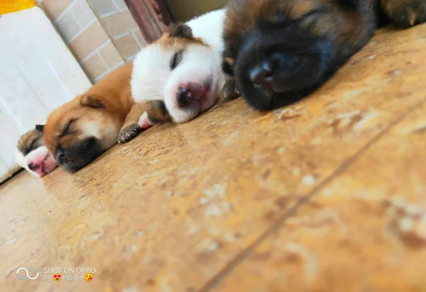 dog puppy sleeping on the floor