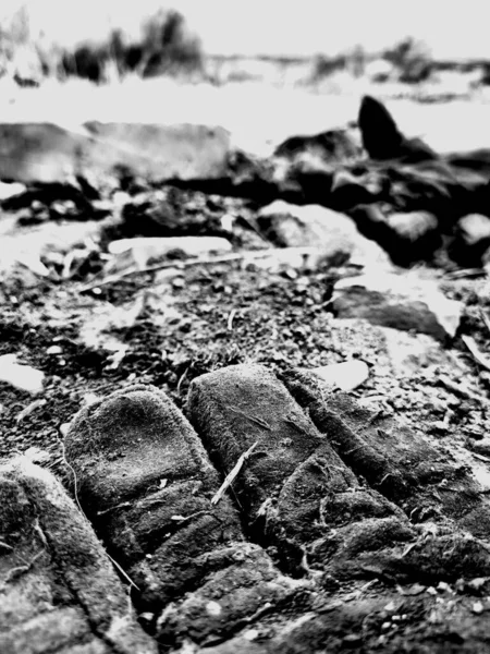 black and white sea stones