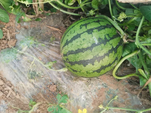 watermelon on the farm
