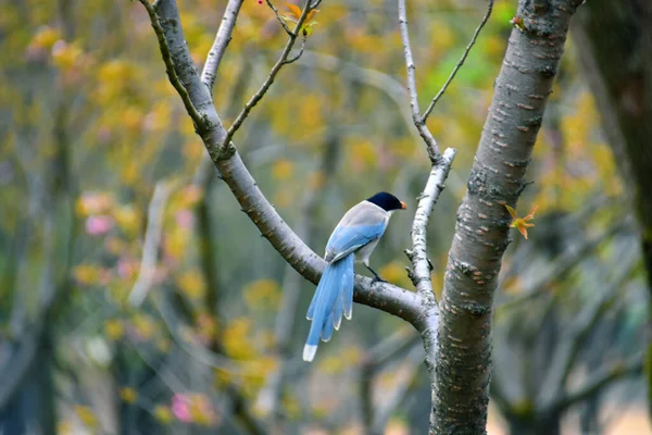 bird in the forest