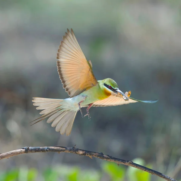 bird in flight, flora and fauna
